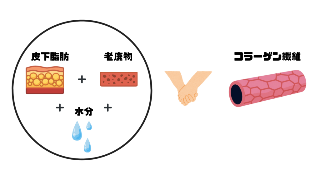 セルライト　仕組み