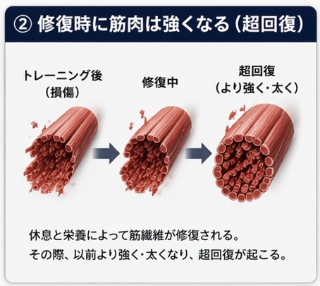 筋繊維　超回復
