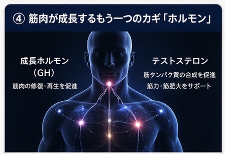 筋肉　ホルモン