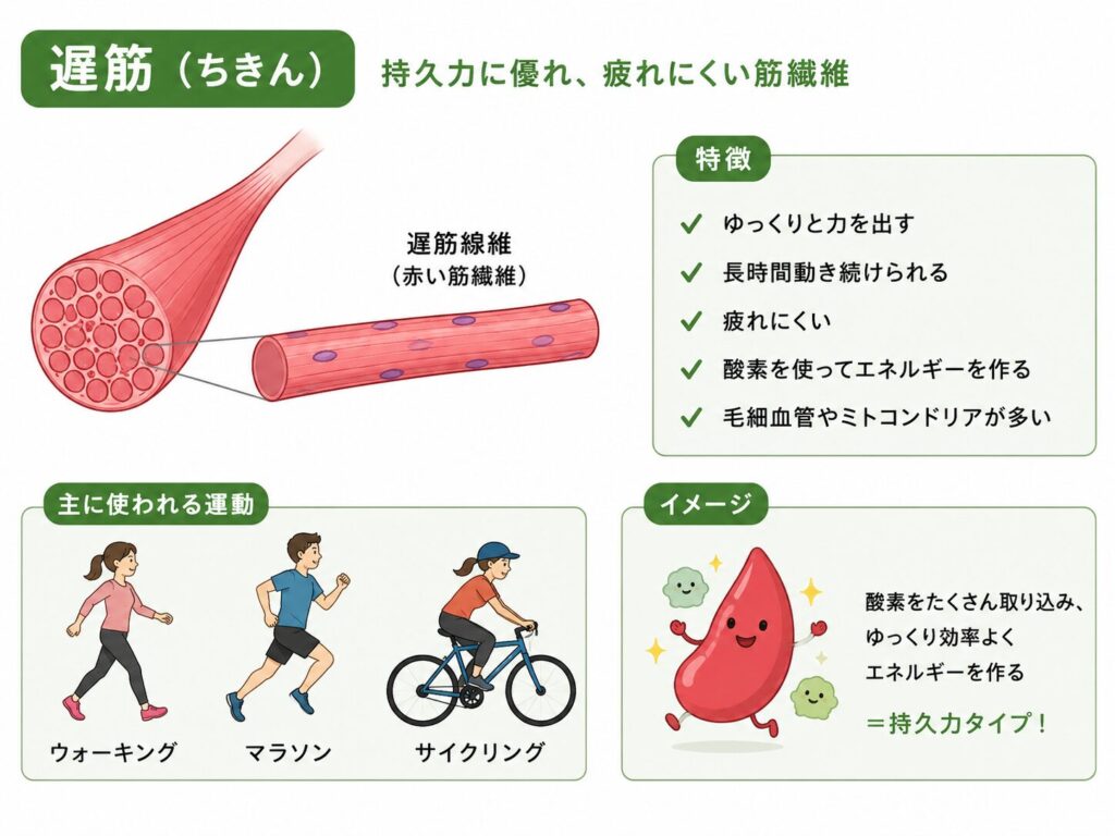 遅筋