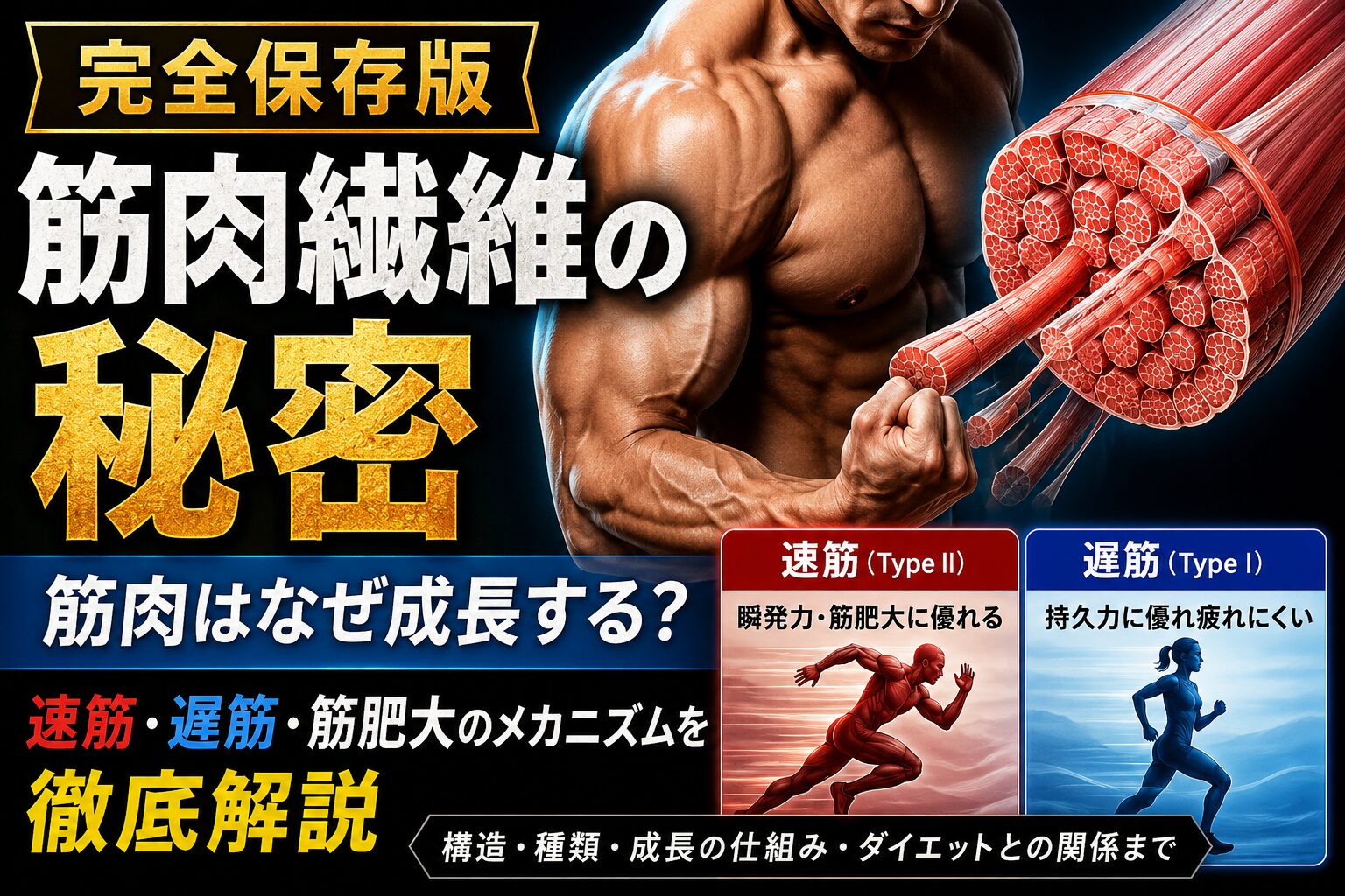筋肉繊維の秘密